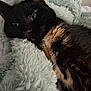 animal, bed, black_cat, blanket, cat, closeup, comfort, cozy, cute, domestic, feline, fur, indoor, nap, pet, relaxed, resting, sleepy, soft, whiskers