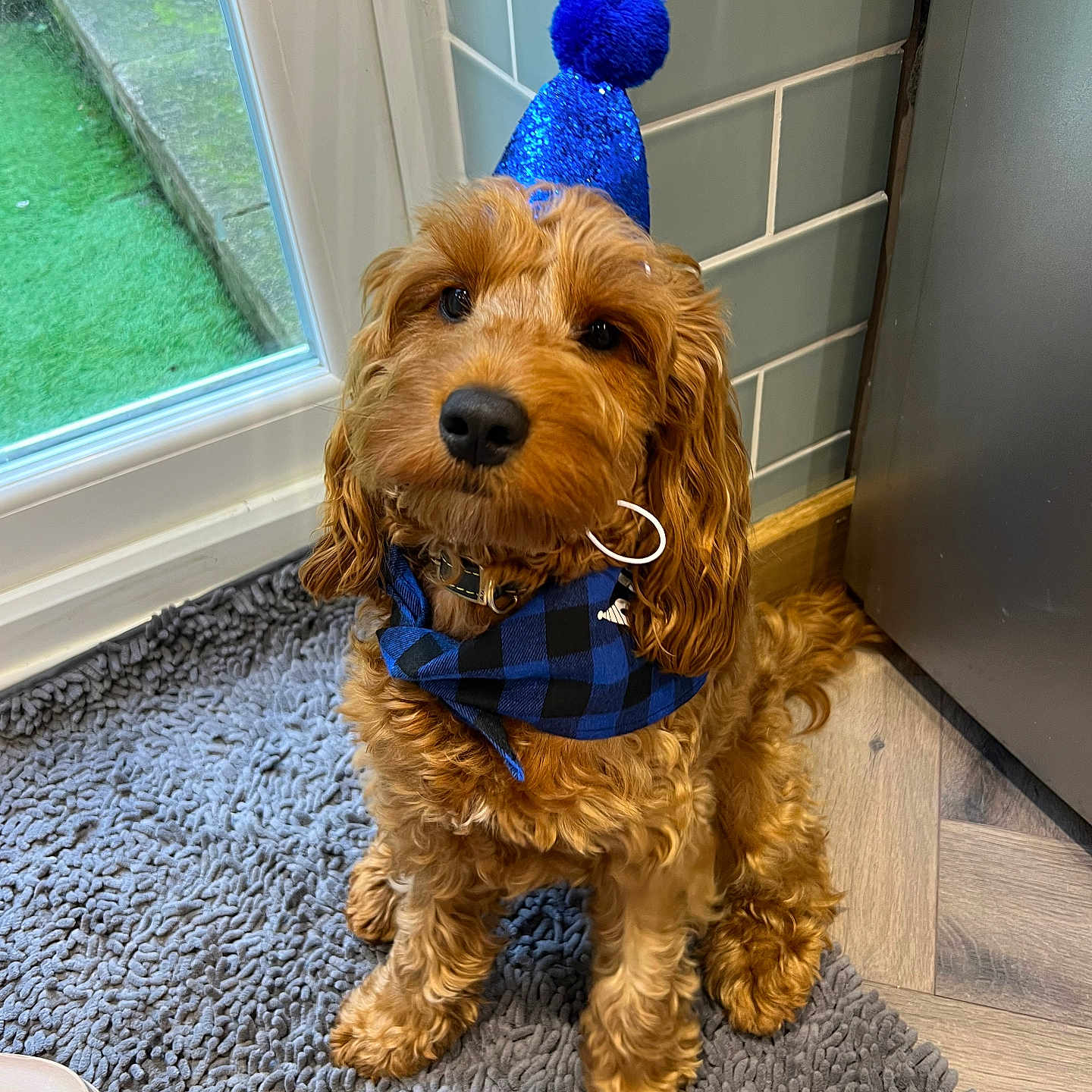 Otis joined the competition — help win amazing prizes! animal, architecture, building, canine, clothing, cockerspaniel, costume, dog, door, hardwood, hat, outdoors, partyhat, person, pet, poodle, puppy, shelter, terrier, wood