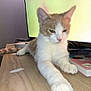cat, feline, table, book, indoor, pet, relaxed, stretching, white, orange, fur, paw, tail, screen, monitor, desk, home, animal, cute, mammal