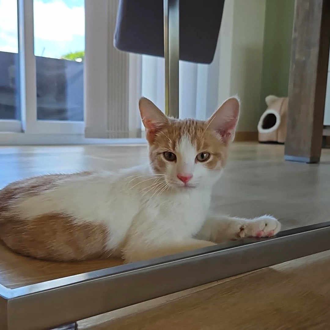 Yuki a rejoint le concours — aidez-le/la à gagner de superbes lots ! animal, background, cat, cat_house, chair, cozy, domestic, feline, floor, home_interior, indoor, metal_frame, natural_light, orange_and_white, pet, quiet, relaxed, resting, window, wooden_floor
