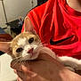 cat, kitten, person, hand, red_shirt, nike_logo, indoor, whiskers, fur, pet, holding, close_up, orange_and_white, curious, domestic_animal, gentle, young_cat, soft_light, living_room, casual