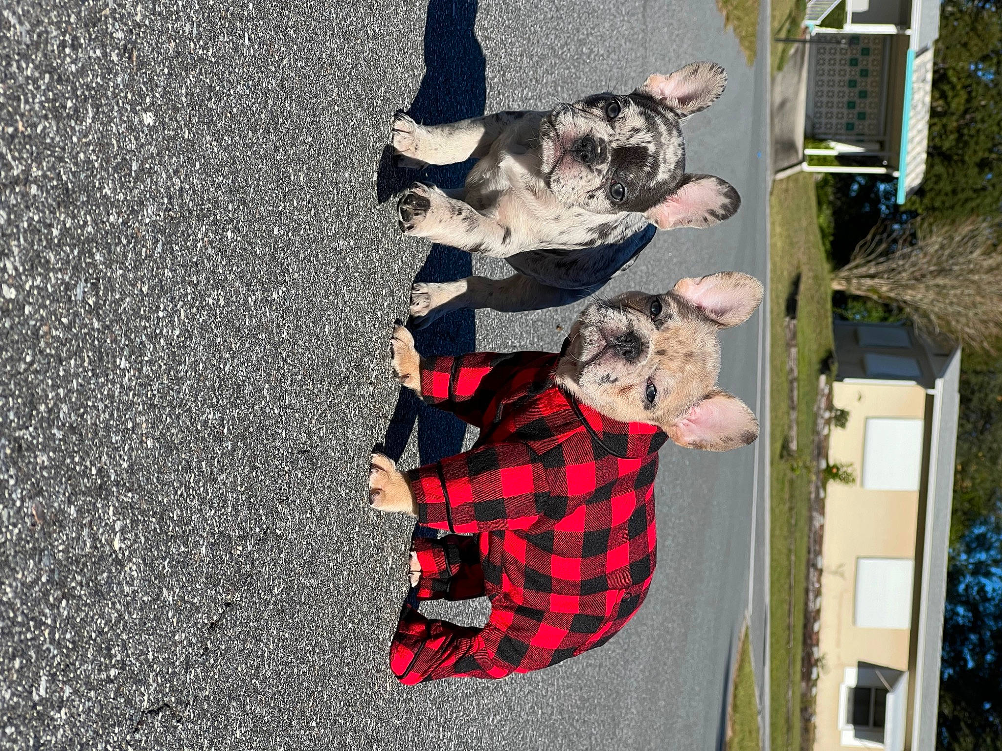 Tito joined the competition — help win amazing prizes! asphalt, carmine, fun, leisure, pattern, plaid, plant, recreation, road_surface, shadow, tar, tartan, tree