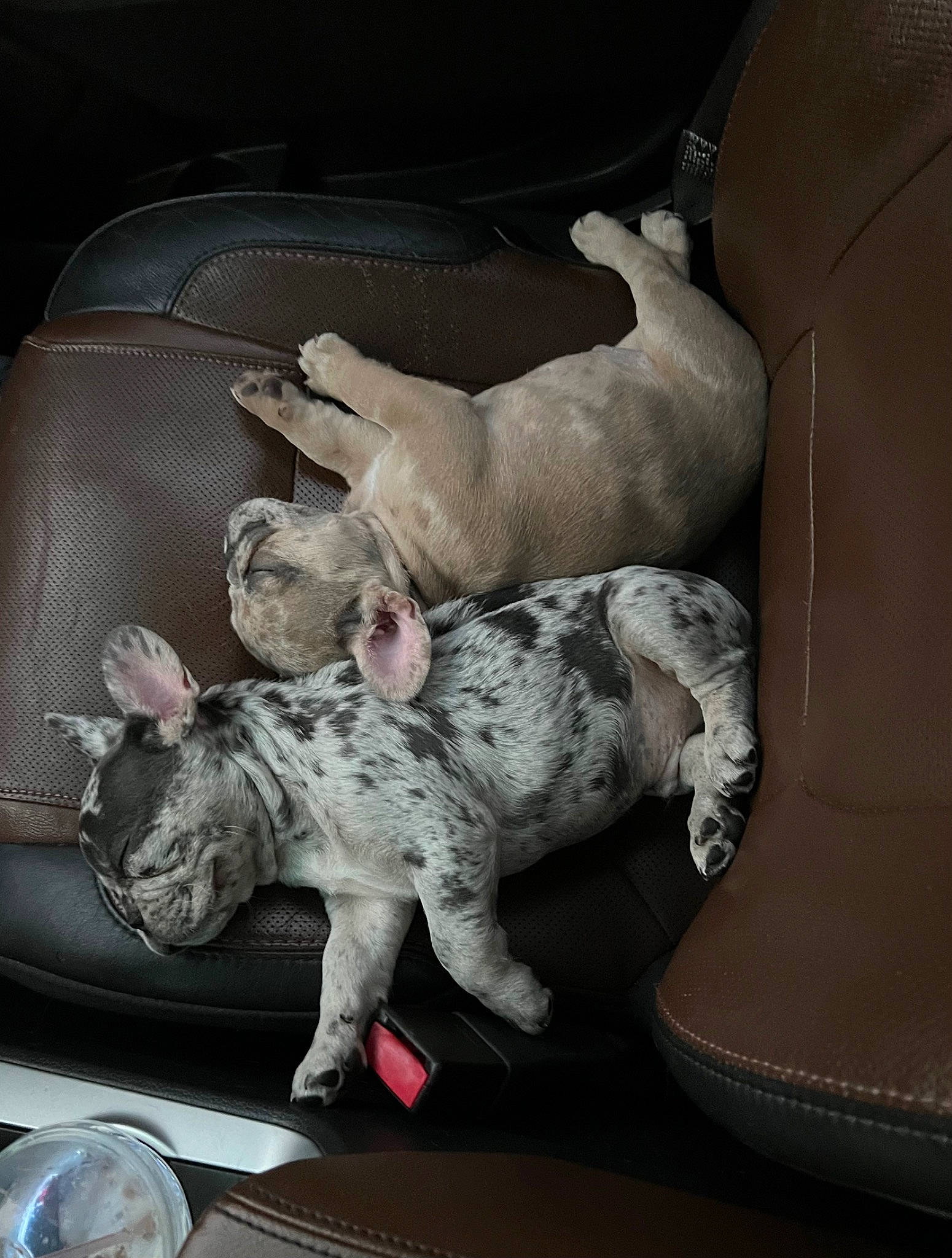 Tito is registered to the contest to win money with this photo: canidae, car_seat, carnivore, comfort, companion_dog, dog, dog_breed, fawn, felidae, grey, kitchen_utensil, pattern, paw, small_to_medium_sized_cats, snout, sporting_group, stuffed_toy, tail, white, working_animal