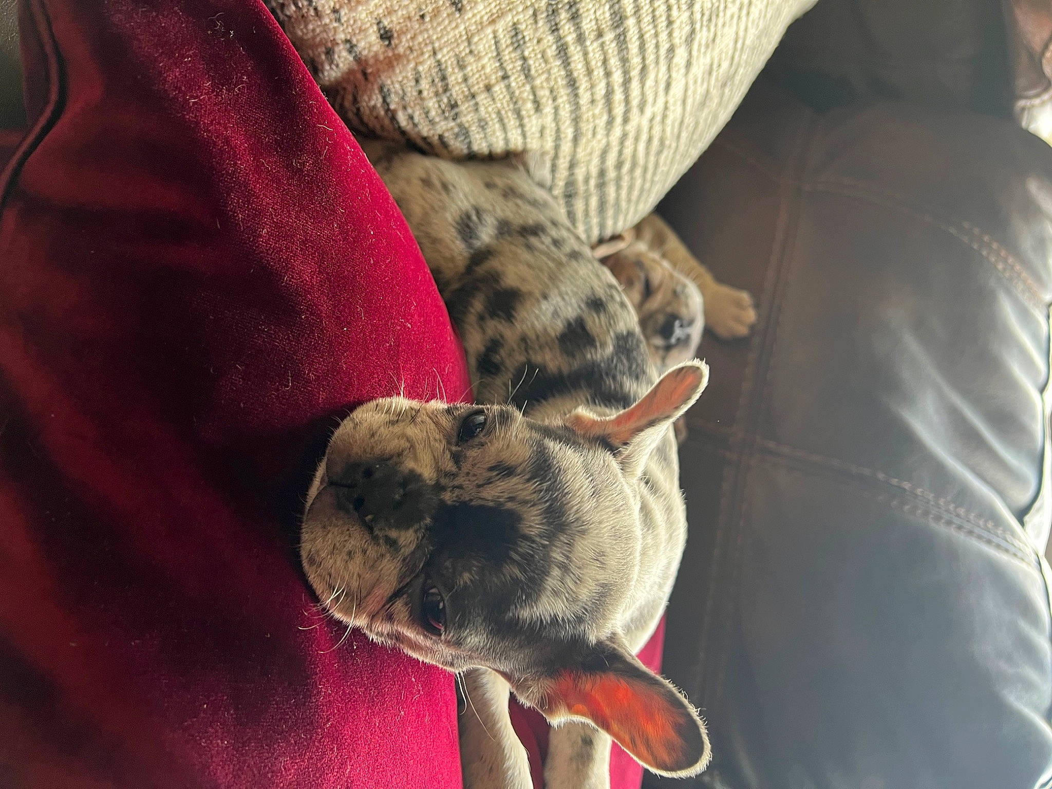 Tito is registered to the contest to win money with this photo: carnivore, comfort, companion_dog, couch, dog, dog_breed, ear, elbow, fawn, fur, non_sporting_group, paw, sleeve, sporting_group, tail, whiskers, wool