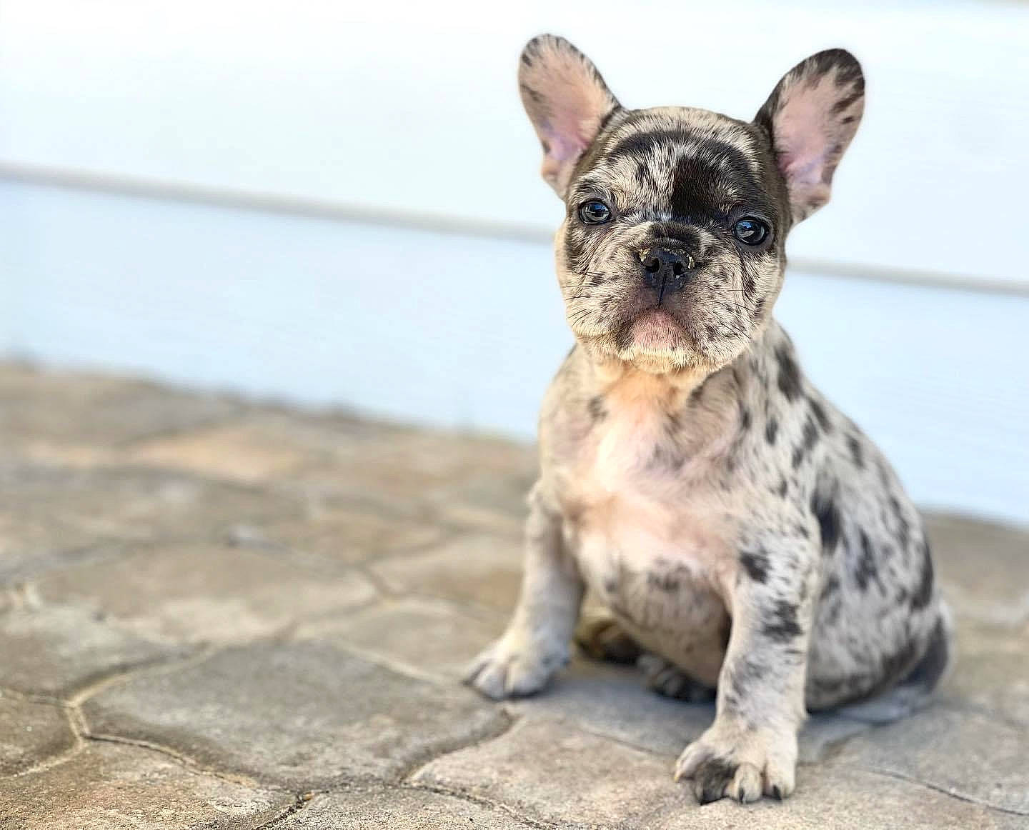 Tito is registered to the contest to win money with this photo: bulldog, canidae, carnivore, companion_dog, dog, dog_breed, ear, eye, fawn, french_bulldog, road_surface, snout, sporting_group, terrestrial_animal, toy_dog, water, whiskers, wildlife, working_animal, wrinkle