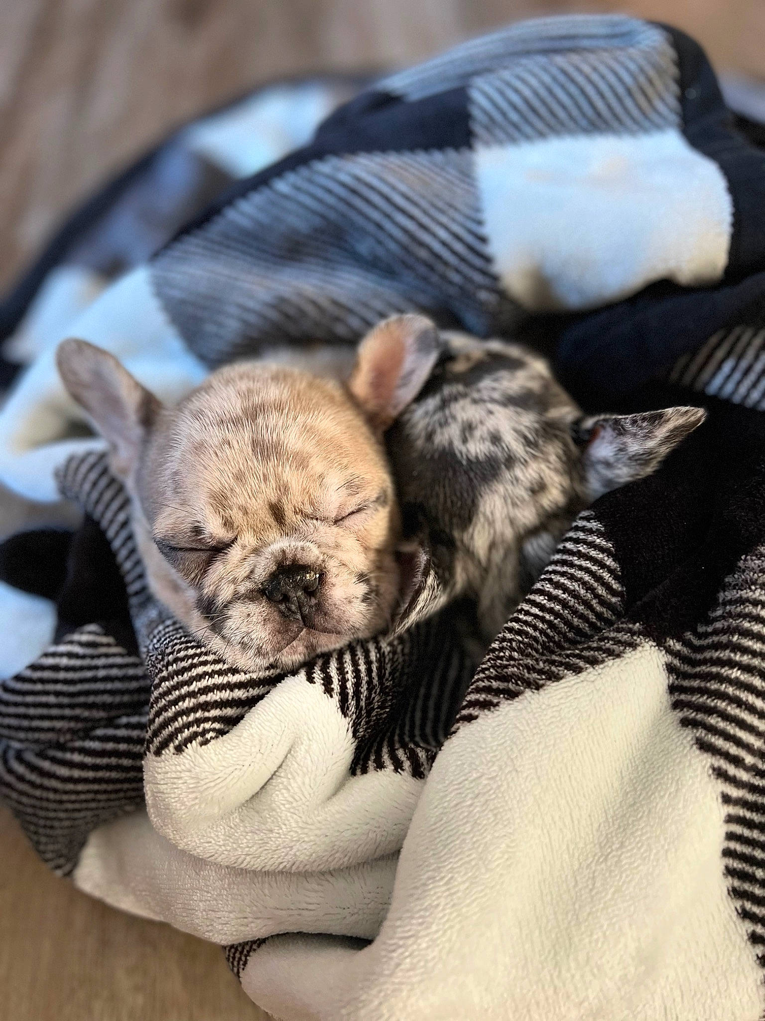 Jame O is registered to the contest to win money with this photo: canidae, carnivore, claw, comfort, companion_dog, dog, dog_breed, dog_clothes, fawn, felidae, fur, linens, paw, snout, sporting_group, terrestrial_animal, toy_dog, whiskers, working_animal, wrinkle