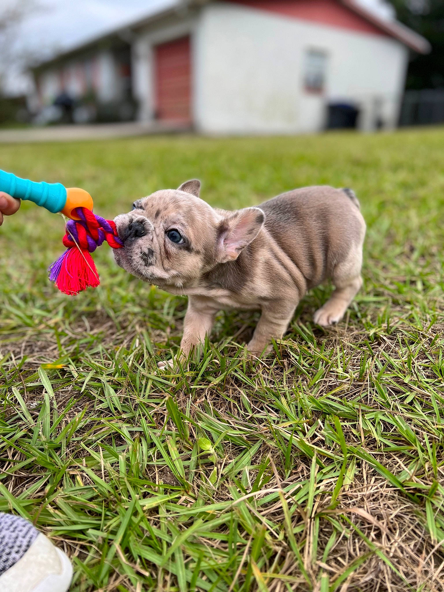 Jame O joined the competition — help win amazing prizes! building, carnivore, collar, companion_dog, dog, dog_breed, dog_clothes, dog_collar, dog_supply, fawn, grass, mammal, pet_supply, plant, sky, snout, tail, toy_dog, working_animal, wrinkle