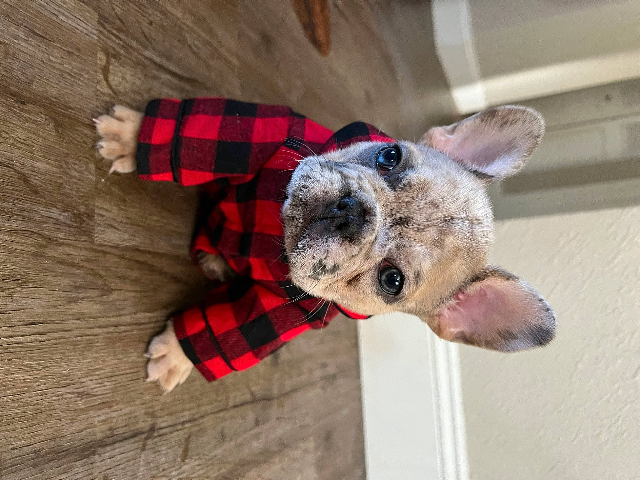 Jame O joined the competition — help win amazing prizes! carnivore, collar, companion_dog, dog, dog_breed, dog_clothes, dog_collar, dog_supply, fur, pattern, paw, pet_supply, plaid, sleeve, snout, tartan, terrestrial_animal, toy_dog, wood, working_animal