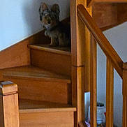 Lennie a rejoint le concours — aidez-le/la à gagner de superbes lots ! animal, brown, calm, cozy, dog, domestic, fur, furniture, home, house, indoor, pet, quiet, quiet_moment, railing, small_dog, stairs, step, wood, wooden_stairs