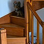 animal, brown, calm, cozy, dog, domestic, fur, furniture, home, house, indoor, pet, quiet, quiet_moment, railing, small_dog, stairs, step, wood, wooden_stairs