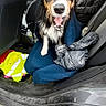 animal, backseat, black_dog, blanket, canine, car, clothing, dog, driver, interior, open_door, person, pet, road, seat, smiling, tire, vehicle, window, yawning