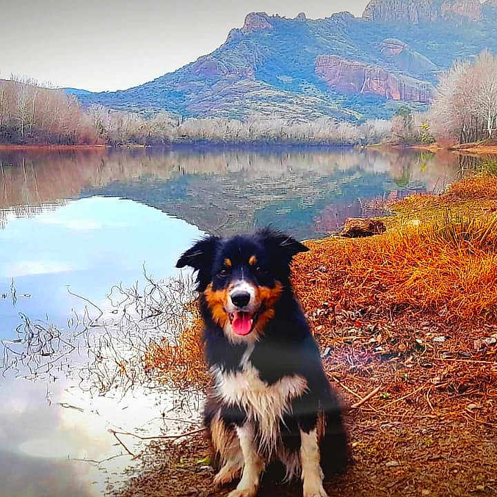 Lou a rejoint le concours — aidez-le/la à gagner de superbes lots ! animal, autumn, bushes, canine, daytime, dog, environment, grass, landscape, mountain, nature, outdoor, reflection, river, scenic, sky, smiling, trees, water, wildlife