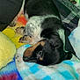 Bandit joined the competition — help win amazing prizes! puppy, dog, sleeping, blanket, colorful, cozy, cute, fur, black, brown, white, pattern, texture, indoor, resting, paw, soft, comfort, animal, pet