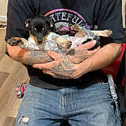 Bandit joined the competition — help win amazing prizes! person, puppy, dog, tattoo, jeans, ripped_clothing, sitting, indoor, wood_floor, black_shirt, holding, cute, relaxed, casual, colorful, grateful_dead, furniture, chair, hand, legs