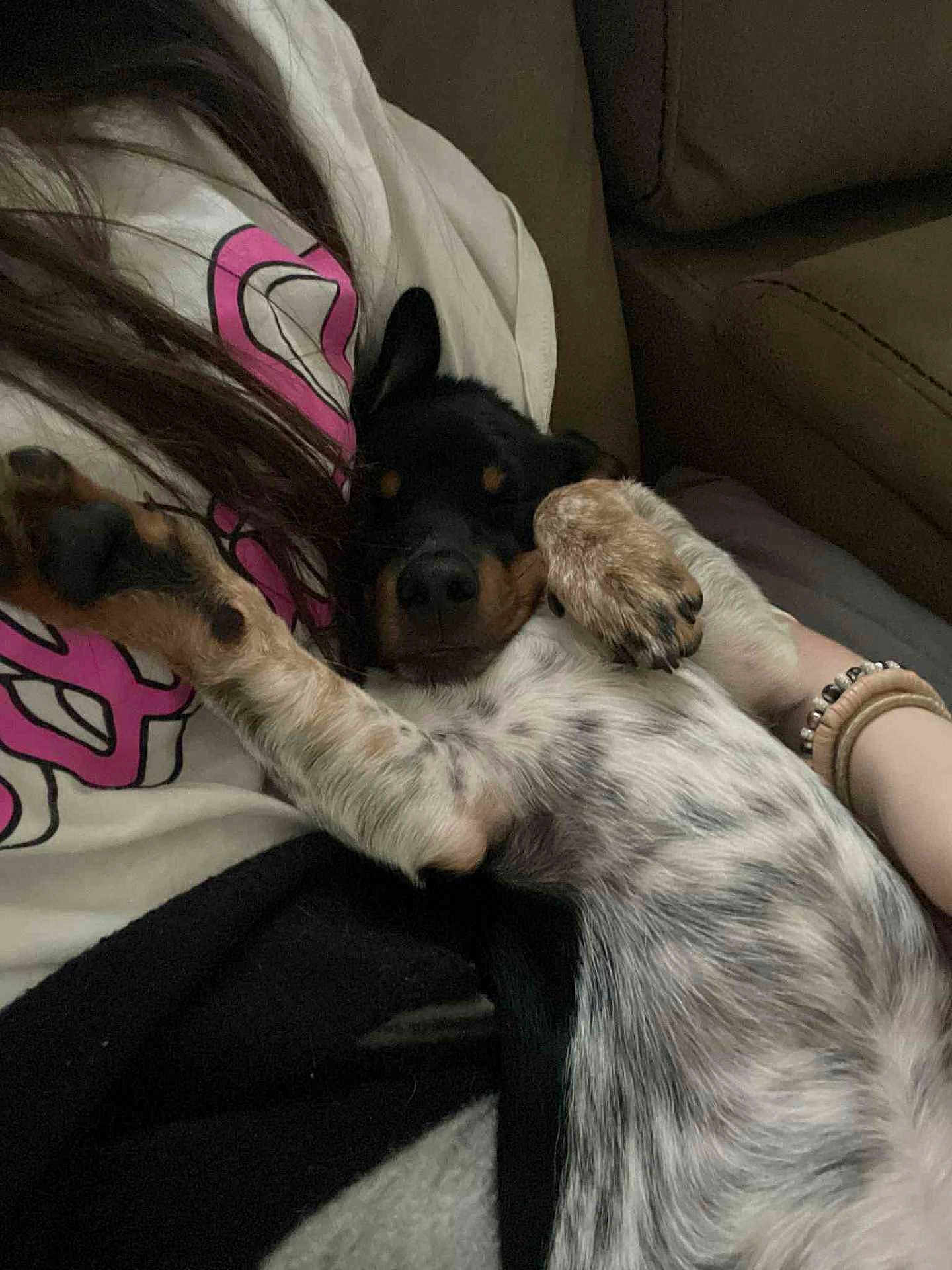 Bandit