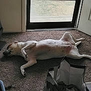 Lucy is registered to the contest to win money with this photo: dog, carpet, indoor, door, glass_door, bag, clothing, relaxed, lying_down, domestic, pet, brown, white, floor, window, home, casual, house, resting, animal