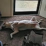 dog, carpet, indoor, door, glass_door, bag, clothing, relaxed, lying_down, domestic, pet, brown, white, floor, window, home, casual, house, resting, animal