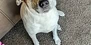 Lucy is registered to the contest to win money with this photo: dog, carpet, blanket, couch, indoor, footwear, sneaker, denim, pet, animal, brown, white, spotted, floor, furniture, looking_up, casual, cozy, domestic, waiting
