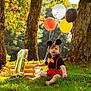 João Lucas joined the competition — help win amazing prizes! toddler, child, balloon, number_one_balloon, mickey_mouse_ears, yellow_bow_tie, red_suspender, grass, tree_trunk, autumn_leaves, outdoor, sunlight, birthday, celebration, smiling, cute, playful, nature, park, festive