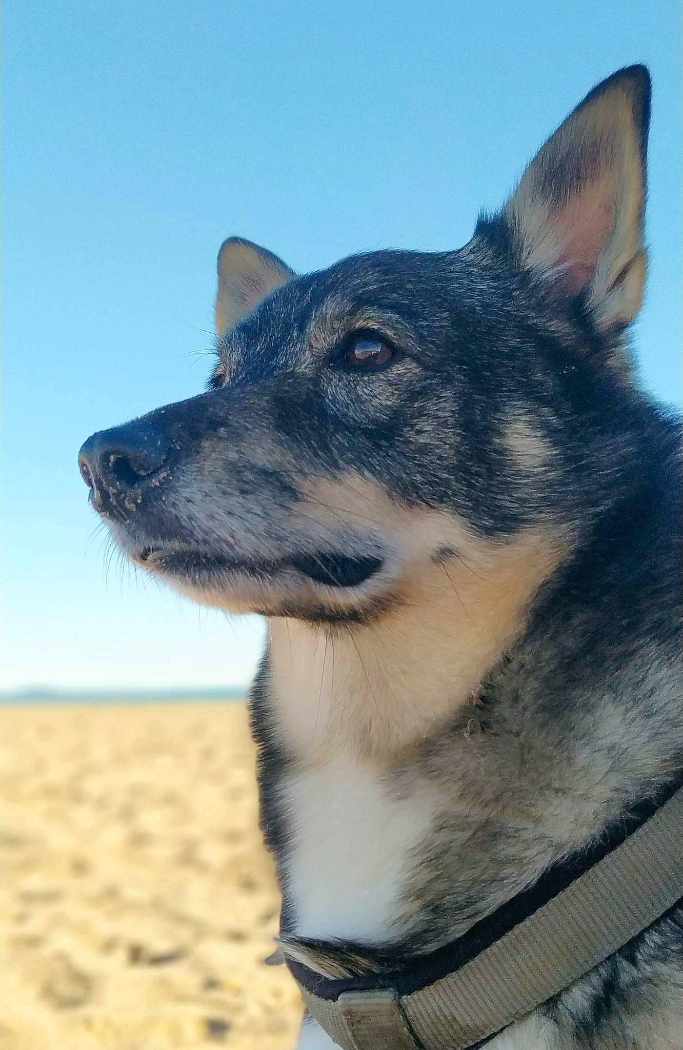 Wamba participe au concours pour gagner de l'argent avec cette photo : aeolian_landform, canidae, carnivore, companion_dog, dog, dog_breed, electric_blue, fawn, fur, herding_dog, jaw, landscape, singing_sand, sky, snout, sporting_group, terrestrial_animal, whiskers, working_animal, working_dog