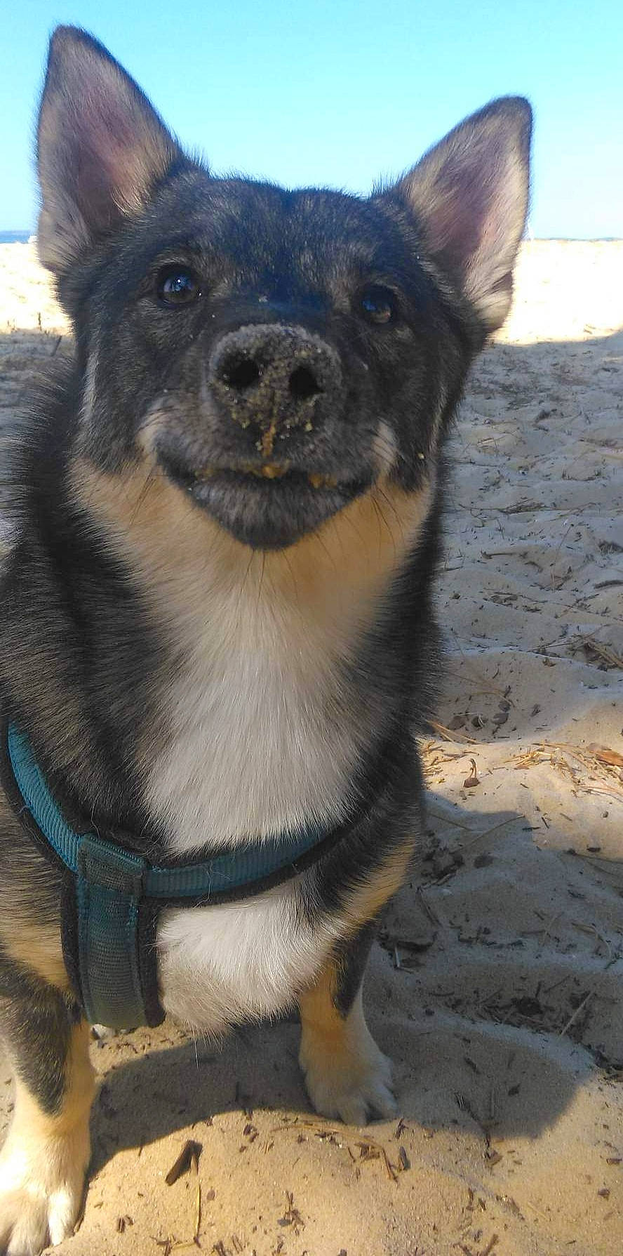 Wamba a rejoint le concours — aidez-le/la à gagner de superbes lots ! canidae, carnivore, collar, companion_dog, dog, dog_breed, electric_blue, fawn, fur, herding_dog, non_sporting_group, pet_supply, sky, snout, sporting_group, terrestrial_animal, texas_heeler, whiskers, working_animal, working_dog