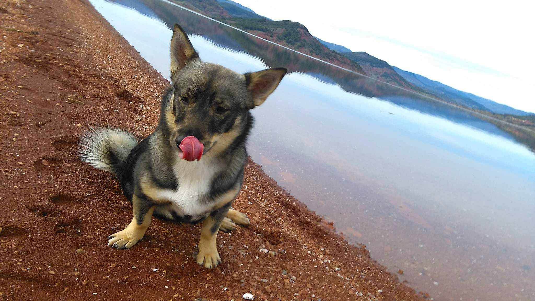 Wamba a rejoint le concours — aidez-le/la à gagner de superbes lots ! beach, canidae, carnivore, companion_dog, dog, dog_breed, fawn, lake, leash, ocean, paw, sky, soil, sporting_group, street_dog, tail, terrestrial_animal, water, working_animal, working_dog