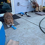 Rockie is registered to the contest to win money with this photo: dog, pet, canine, sleeping, lying_down, chew_toy, bone, patio, concrete, outdoor, doormat, garden_tools, wheelbarrow, extension_cord, hose, shovel, sliding_door, backyard, blue_toy, relaxed