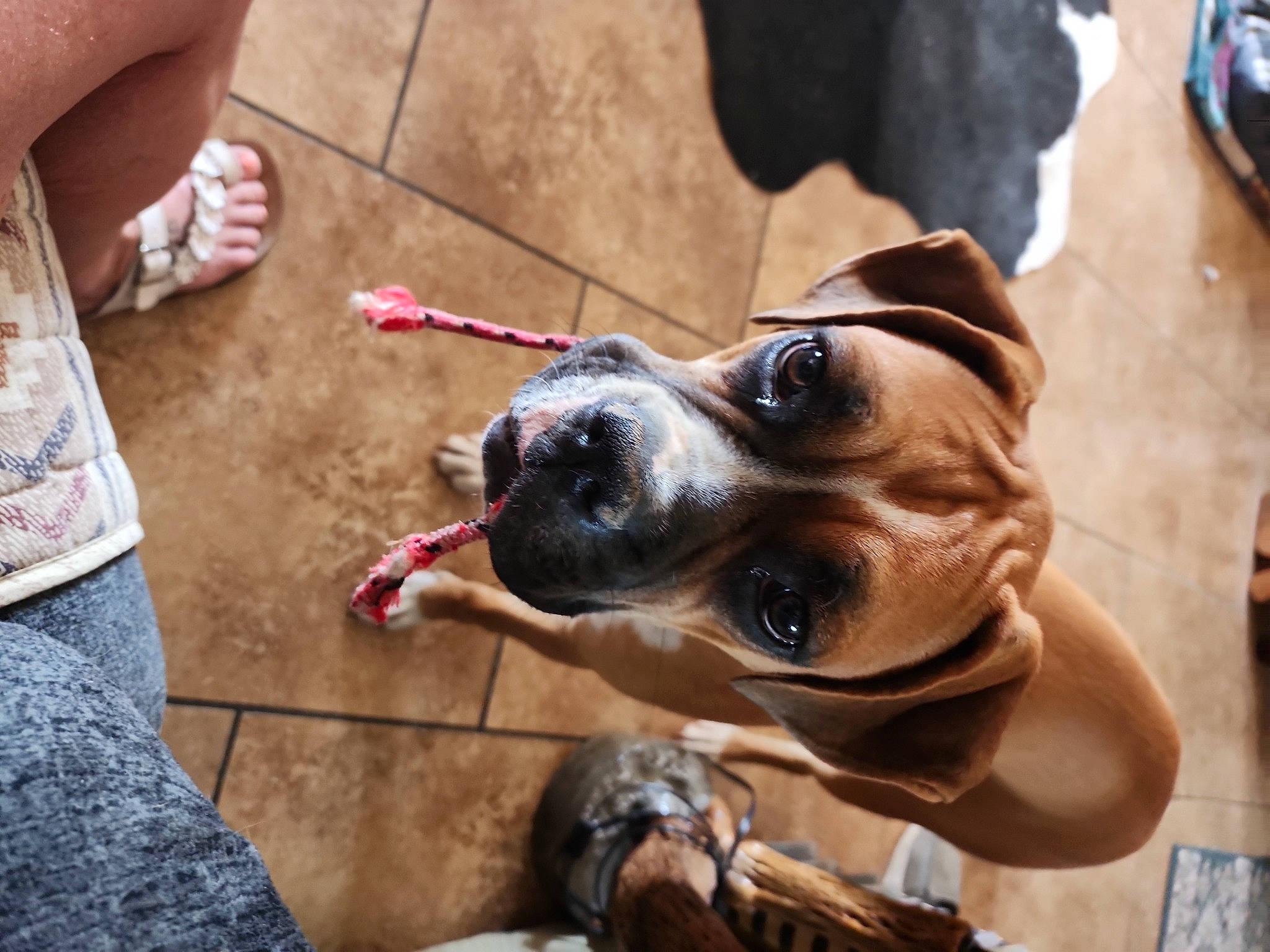 Lighting joined the competition — help win amazing prizes! carnivore, collar, companion_dog, dog, dog_breed, dog_collar, dog_supply, eyewear, fashion_accessory, fawn, foot, human_leg, leash, nail, pet_supply, snout, sporting_group, toy_dog, whiskers, working_animal