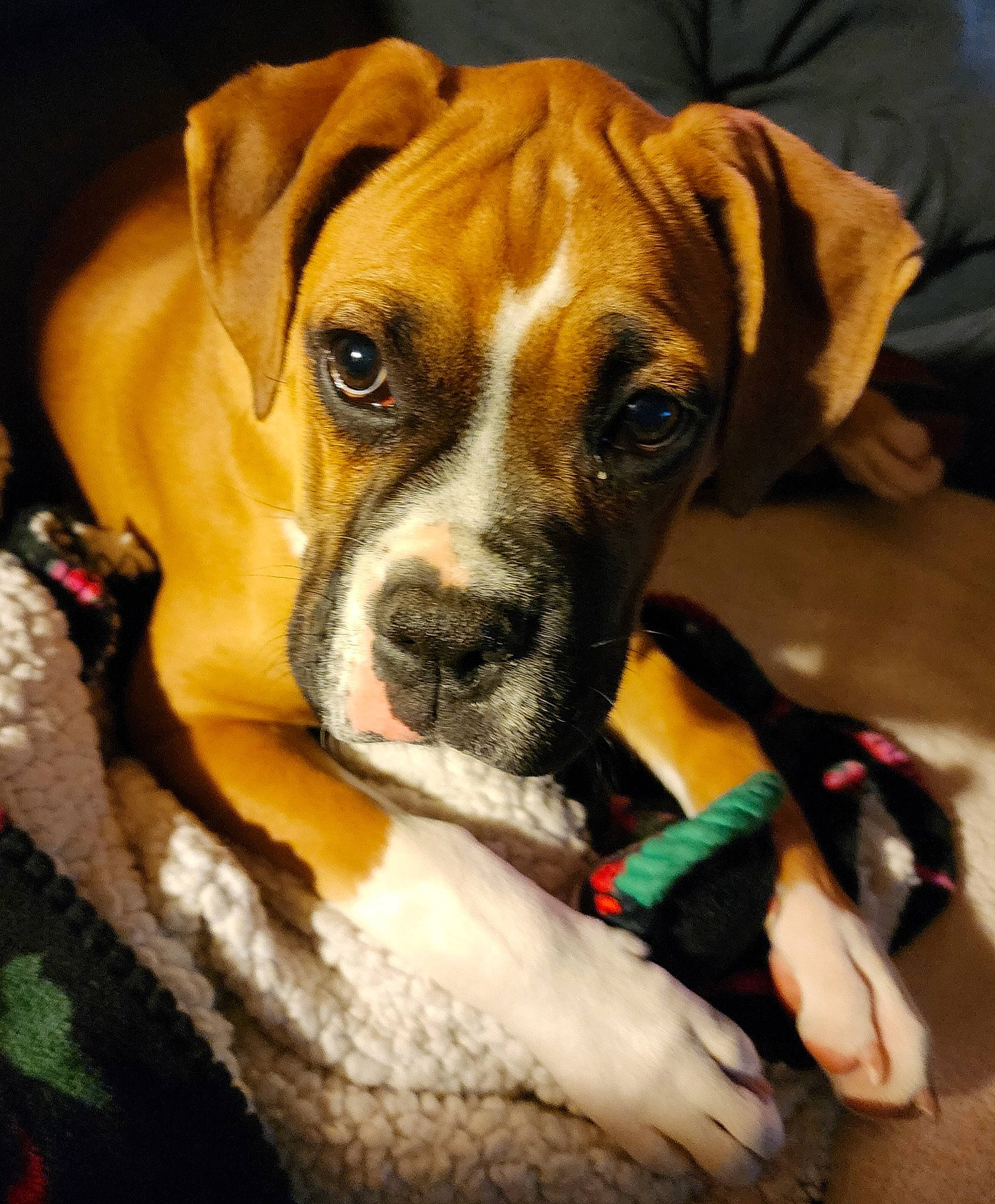 Lighting joined the competition — help win amazing prizes! ancient_dog_breeds, boxer, canidae, carnivore, collar, companion_dog, dog, dog_breed, dog_collar, dog_supply, fawn, molosser, non_sporting_group, pet_supply, snout, sporting_group, whiskers, working_animal, working_dog, wrinkle