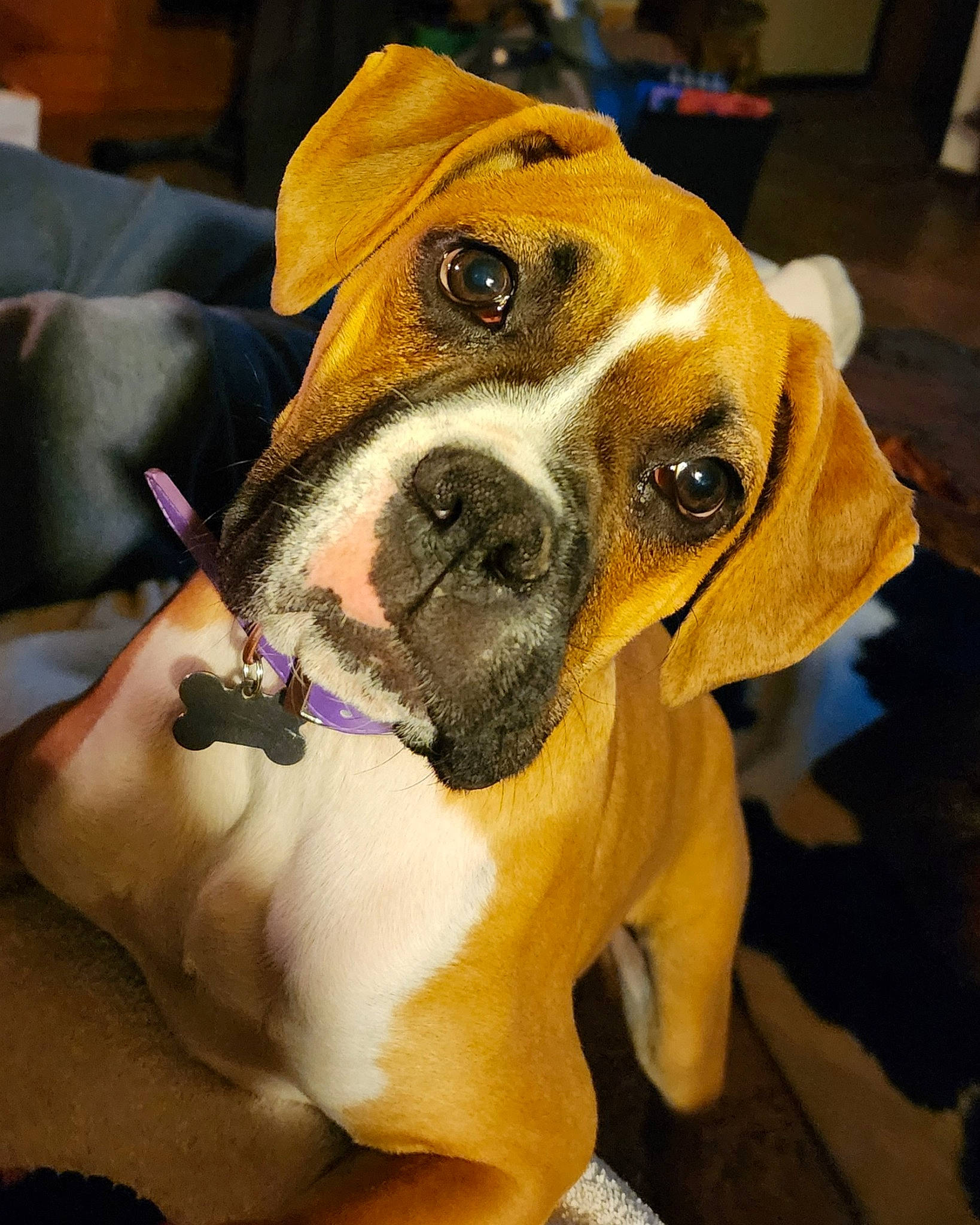 Lighting is registered to the contest to win money with this photo: boxer, canidae, carnivore, collar, companion_dog, dog, dog_breed, dog_collar, dog_supply, ear, fawn, non_sporting_group, paw, pet_supply, snout, sporting_group, whiskers, working_animal, working_dog