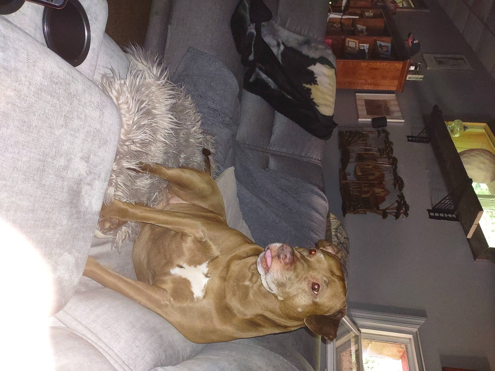 Autumns Wrath Pittie joined the competition — help win amazing prizes! art, artifact, carving, fur, metal, religious_item, room, sculpture, statue, visual_arts, wood