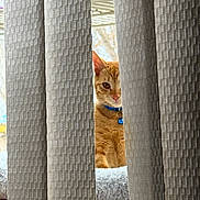 Simba joined the competition — help win amazing prizes! cat, orange_tabby, curious, peeking, curtain, beige, textured, blue_collar, bell, indoor, pet, feline, window, home, soft_furniture, hidden, animal, cute, whiskers, domestic