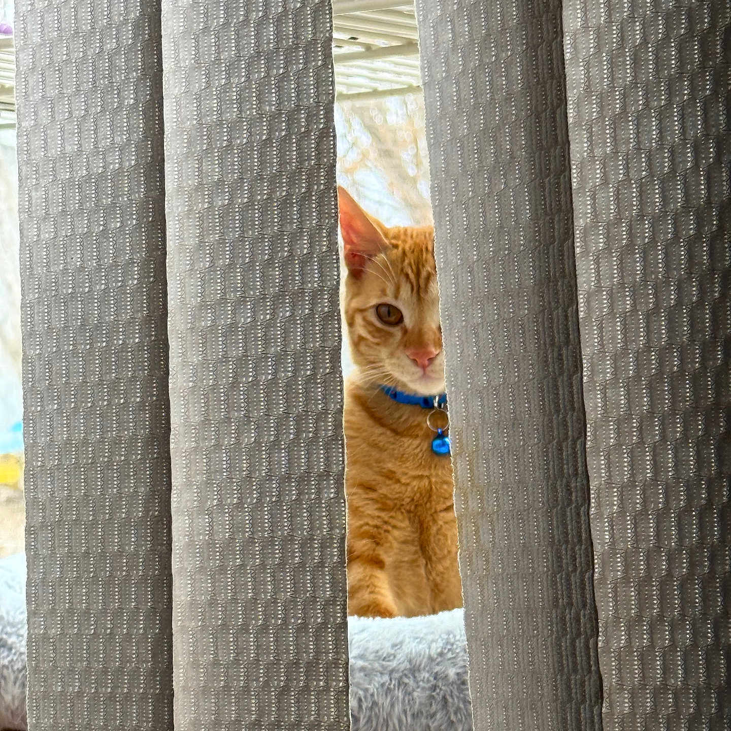 Simba joined the competition — help win amazing prizes! cat, orange_tabby, curious, peeking, curtain, beige, textured, blue_collar, bell, indoor, pet, feline, window, home, soft_furniture, hidden, animal, cute, whiskers, domestic