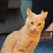 Hank joined the competition — help win amazing prizes! cat, orange_tabby, indoor, chair, furniture, pet, animal, curious, wide_eyes, sitting, domestic_cat, cozy, blue_chair, whiskers, ears, fur, looking, person, background, home
