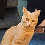 cat, orange_tabby, indoor, chair, furniture, pet, animal, curious, wide_eyes, sitting, domestic_cat, cozy, blue_chair, whiskers, ears, fur, looking, person, background, home