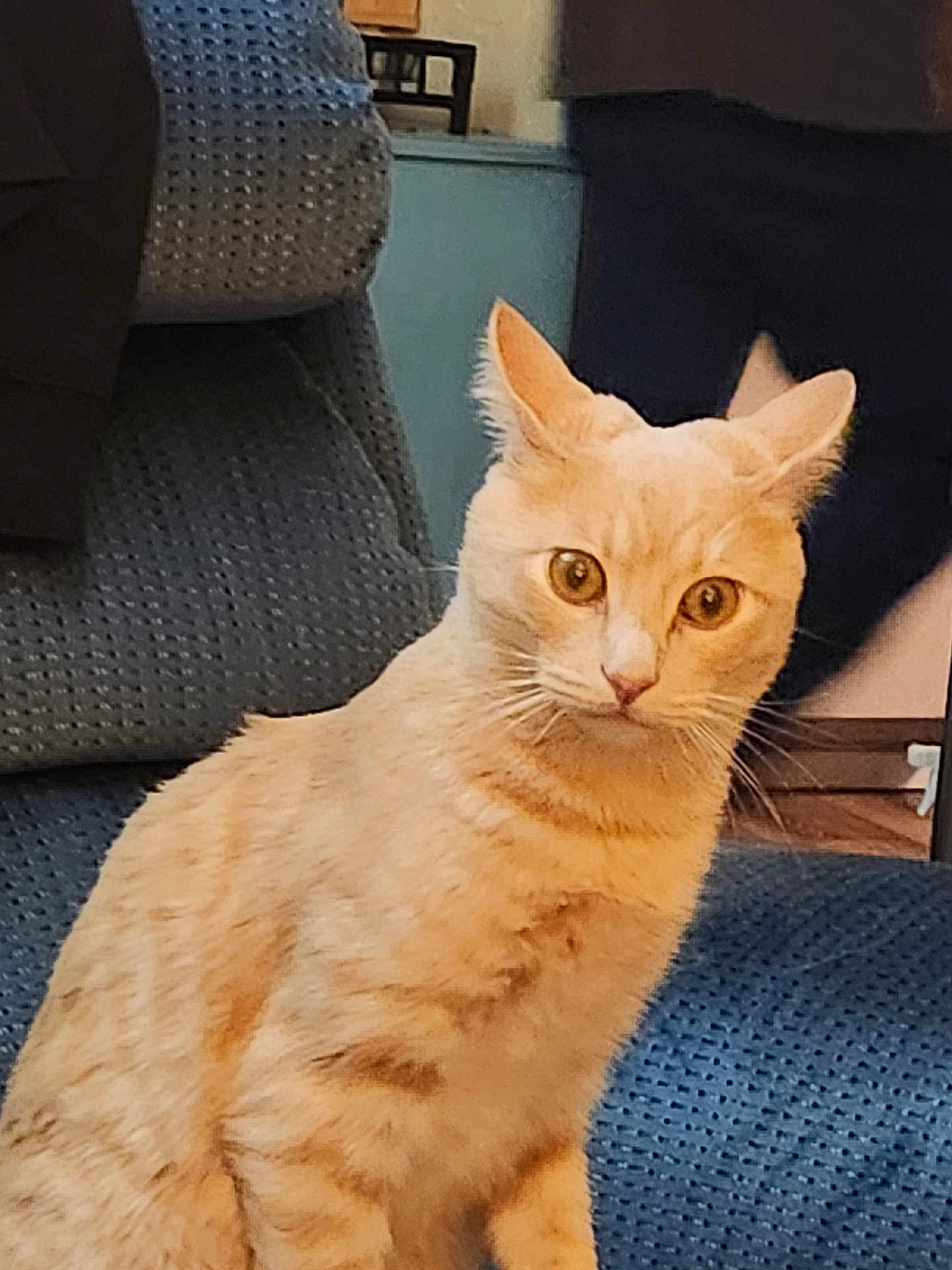Hank joined the competition — help win amazing prizes! cat, orange_tabby, indoor, chair, furniture, pet, animal, curious, wide_eyes, sitting, domestic_cat, cozy, blue_chair, whiskers, ears, fur, looking, person, background, home