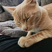 Hank is registered to the contest to win money with this photo: animal, blanket, cat, close_up, comfort, cozy, cute, domestic_animal, feline, fur, home, indoor, orange_tabby, paw, pet, relaxed, resting, sleeping, soft_texture, whiskers