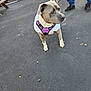dog, leash, harness, pavement, person, jeans, boots, picnic_table, fence, outdoor, pet, canine, walking, animal, daylight, side_view, alert, standing, gray_dog, purple_harness