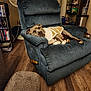 dog, recliner, furniture, living_room, wooden_floor, jacket, fan, shelf, books, relaxing, pet, indoor, cozy, brown, blue, comfort, household, canine, resting, warm
