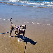 Genesis is registered to the contest to win money with this photo: animal, beach, canine, daylight, dog, leash, nature, ocean, outdoor, pet, purple_harness, sand, sea, shadow, shore, sunny, vacation, walking, water, waves