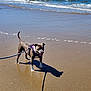dog, beach, sand, ocean, waves, water, sunny, leash, purple_harness, shadow, animal, pet, outdoor, sea, canine, nature, daylight, shore, walking, vacation