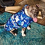 dog, blue_jacket, shark_pattern, indoor, rug, wooden_floor, happy, tongue_out, pet_clothing, canine, animal, sitting, looking_up, ears_up, brown_and_white, floor_mat, cozy, domestic, house, cute