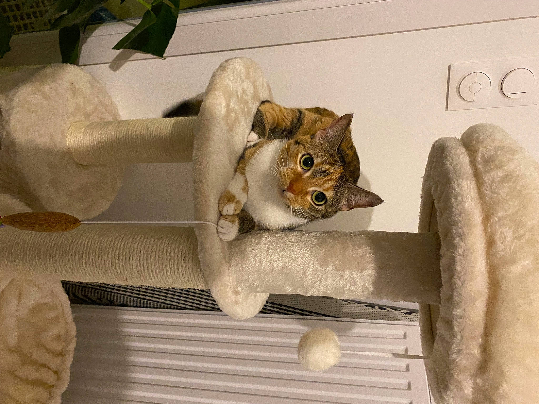 Betty participe au concours pour gagner de l'argent avec cette photo : carnivore, cat, cat_supply, domestic_short_haired_cat, fawn, felidae, fur, handwriting, hardwood, houseplant, kitchen_utensil, pet_supply, plant, room, shelf, shelving, small_to_medium_sized_cats, tail, whiskers, wood