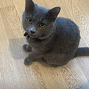Coco a rejoint le concours — aidez-le/la à gagner de superbes lots ! animal, cat, collar, curious, cute, domestic_animal, ears, eyes, feline, floor, fur, gray_cat, indoor, looking_up, pet, sitting, tail, whiskers, wooden_floor, young_cat