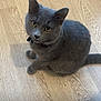 animal, cat, collar, curious, cute, domestic_animal, ears, eyes, feline, floor, fur, gray_cat, indoor, looking_up, pet, sitting, tail, whiskers, wooden_floor, young_cat