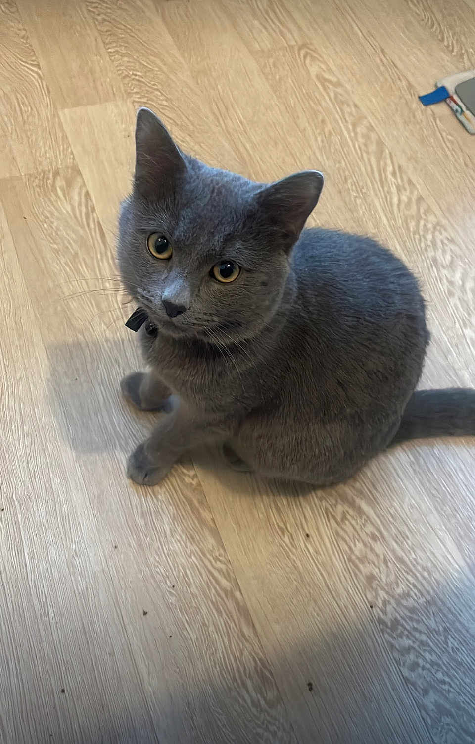 Coco