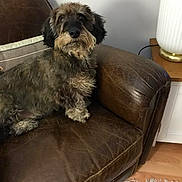 Josette Leclercq a rejoint le concours — aidez-le/la à gagner de superbes lots ! affenpinscher, animal, canine, chaise, couch, dog, dogbed, furniture, pet, puppy