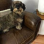 affenpinscher, animal, canine, chaise, couch, dog, dogbed, furniture, pet, puppy