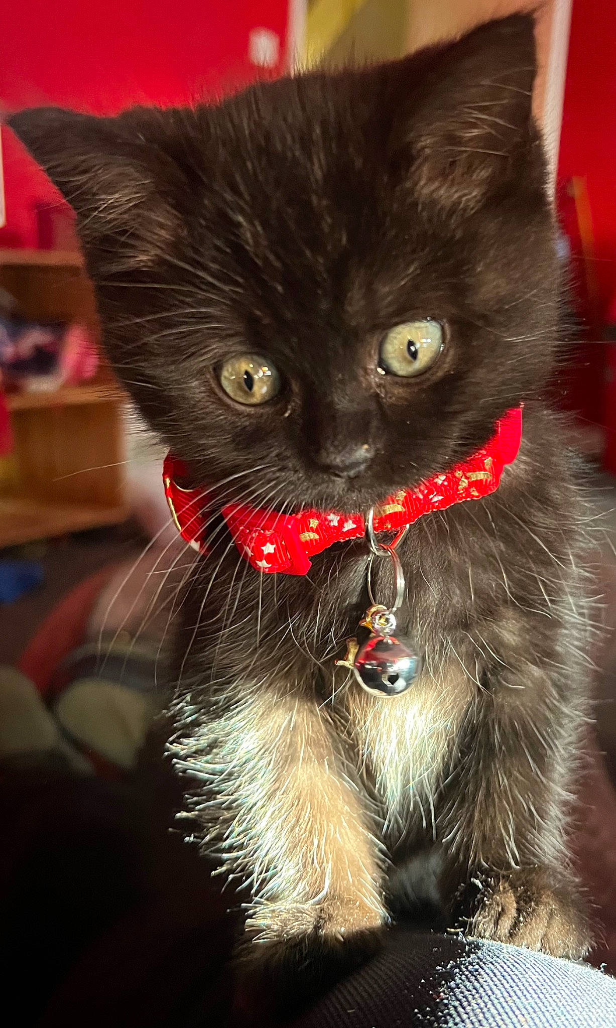 Mini joined the competition — help win amazing prizes! black_cat, bombay, carnivore, cat, cat_supply, claw, collar, domestic_short_haired_cat, felidae, fur, pet_supply, small_to_medium_sized_cats, snout, tail, whiskers