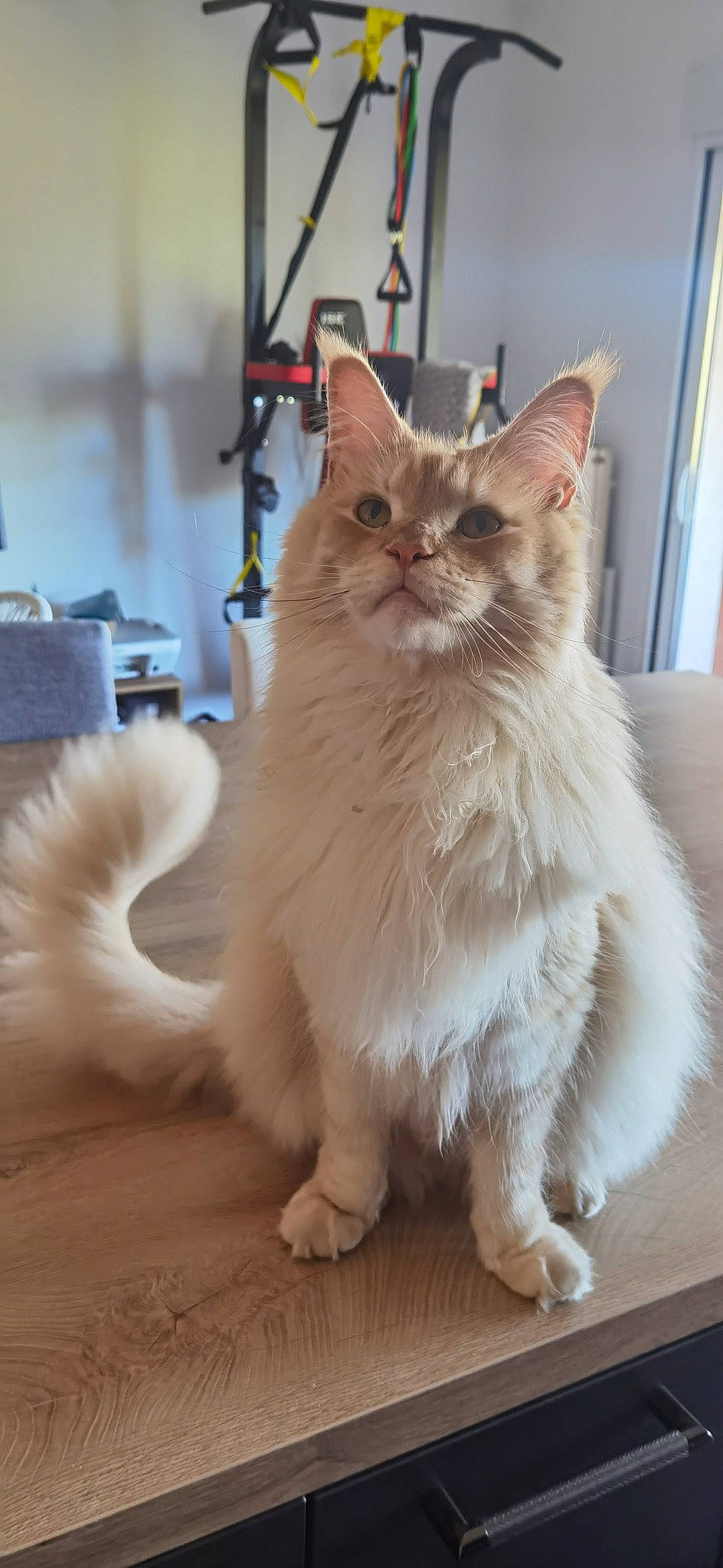 Peanut a rejoint le concours — aidez-le/la à gagner de superbes lots ! british_longhair, carnivore, cat, claw, comfort, fawn, felidae, flooring, fur, hardwood, paw, persian, sitting, small_to_medium_sized_cats, snout, tail, whiskers, window, wood